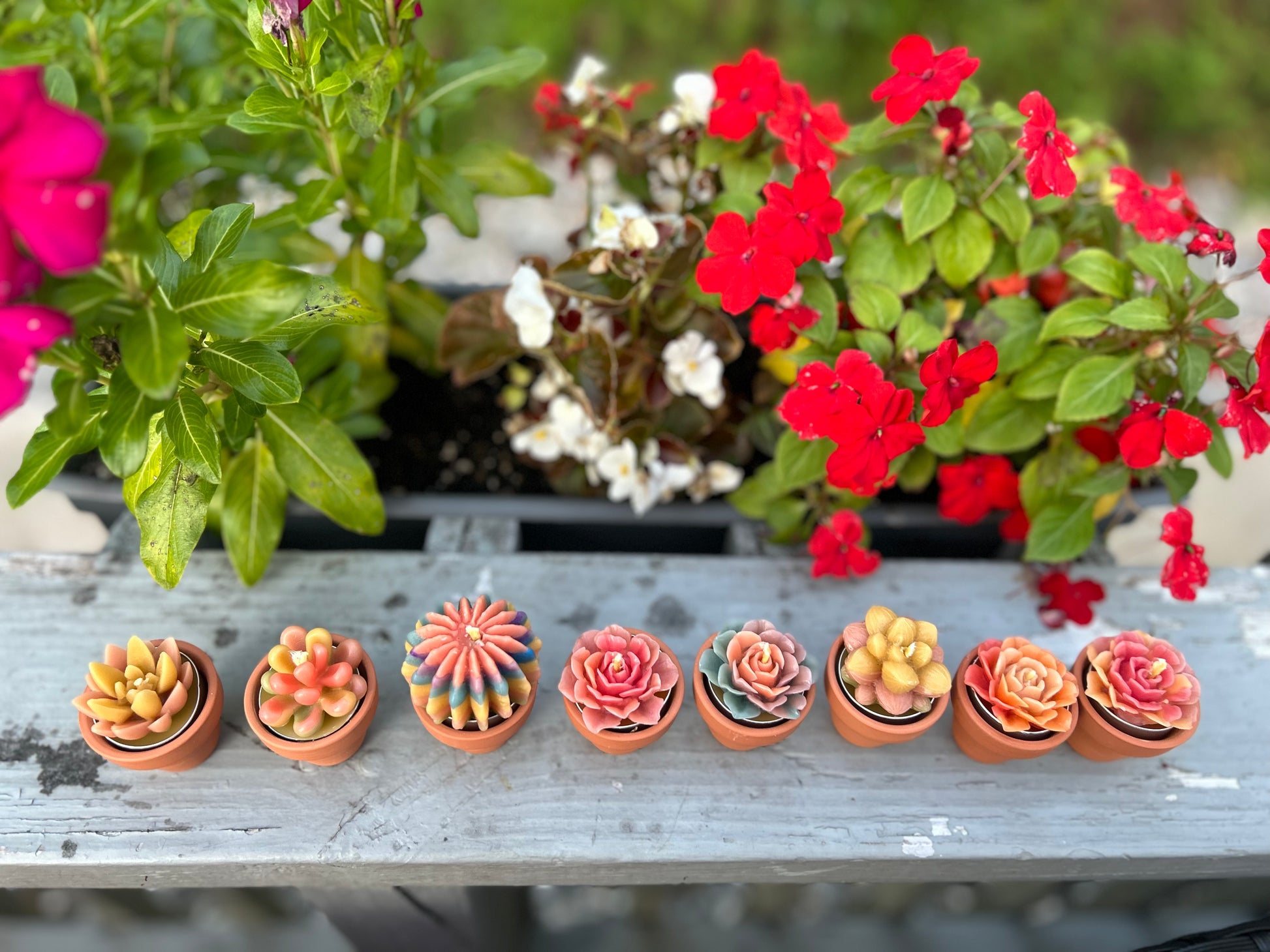 mini rose succulents Mini Succulents